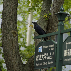 北海道大学的#旅图换旅费# #旅拍# #秋景#