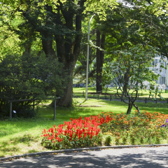 北海道大学的#旅图换旅费# #旅拍# #秋景#