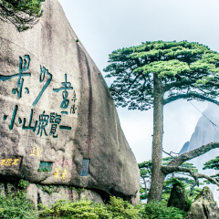 迎客松 景点模块