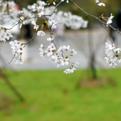 武汉大学