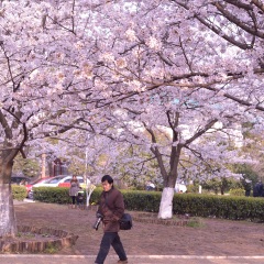 武汉大学