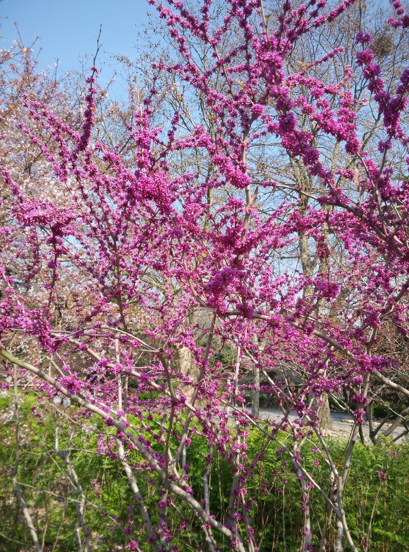 探春#流连在青岛中山公园的春日诗情画意里