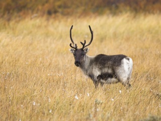 盐城大丰麋鹿国家级自然保护区