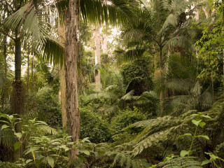 布里斯班森林公园