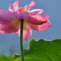 伊东