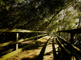 布里斯班森林公园