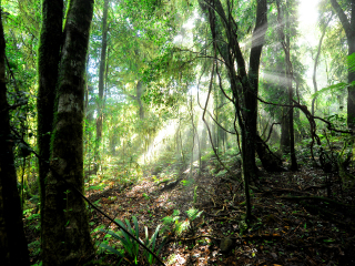 布里斯班森林公园