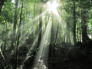 布里斯班森林公园
