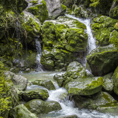 黄水