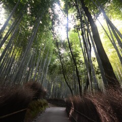 嵯峨野岚山的#旅图换旅费# #旅拍#