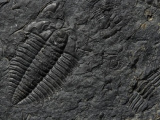 朝阳古生物化石博物馆