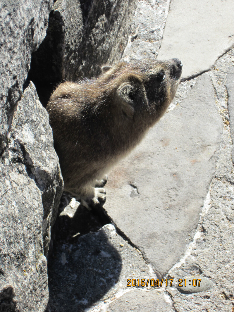 山上跑着没尾巴的小鼠