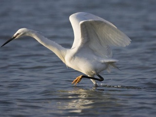 泗洪白鹭保护区