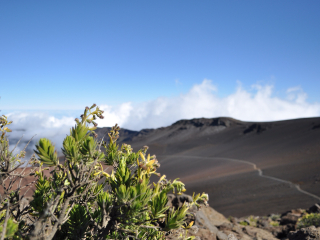 哈雷阿卡拉国家公园