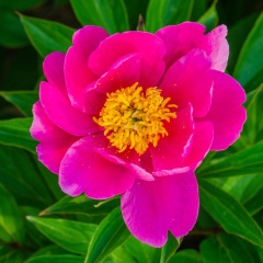 芍药
