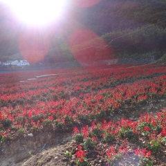 大木花谷的#旅图换旅费#