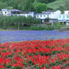 大木花谷的#旅图换旅费#
