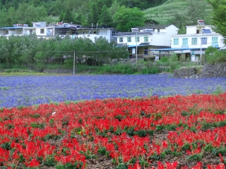 大木花谷