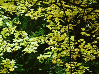 天桥沟国家森林公园