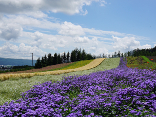 富良野花田