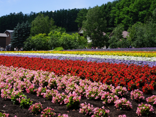 富良野花田