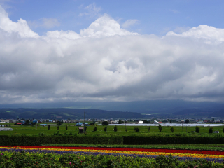 富良野花田