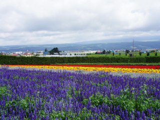 富良野花田