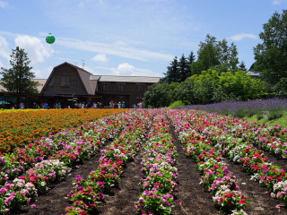 富良野花田