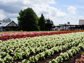 富良野花田