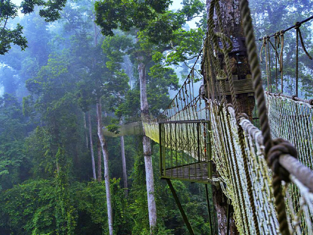 郑重提示:望天树景区树冠空中走廊120元人费用自理(1.2米以下免费,1.