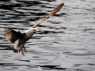 博斯普鲁斯海峡