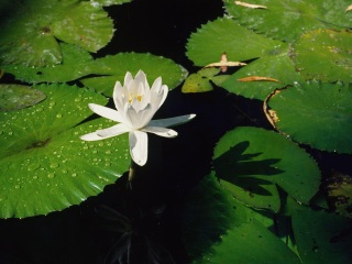 铁岭莲花湖国家城市湿地公园