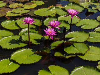 铁岭莲花湖国家城市湿地公园