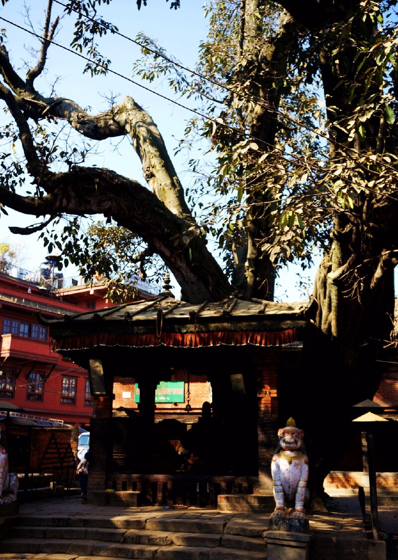 围绕一棵大树建造的湿婆神庙