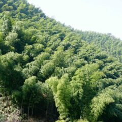 木坑竹海的#旅图换旅费#