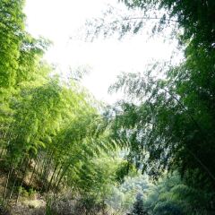 木坑竹海的#旅图换旅费#