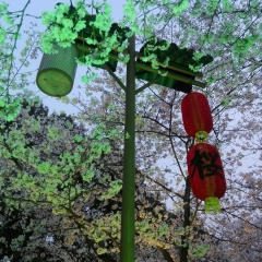 武汉东湖磨山景区的#旅图换旅费#
