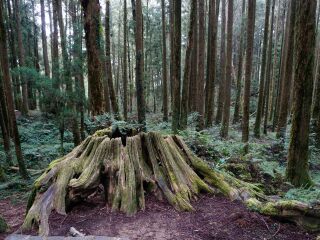 阿里山神木群