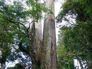 阿里山神木群