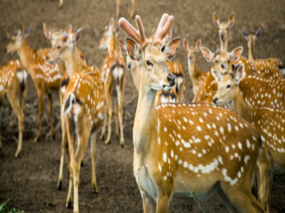 沈阳国家森林公园