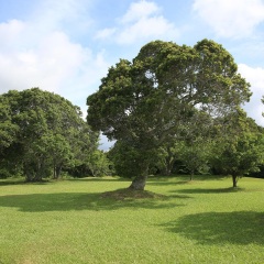 箱根平和公园