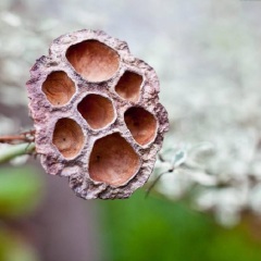 芙蓉洞