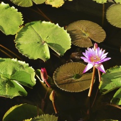 芙蓉洞
