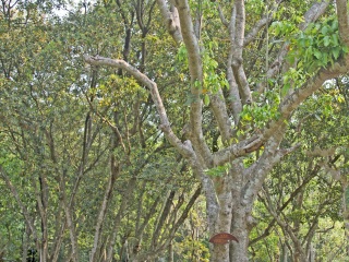 兴隆热带植物园