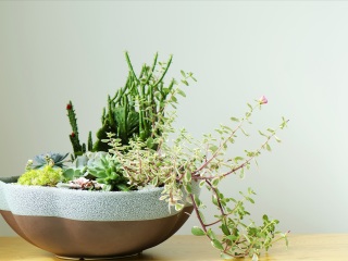 兴隆热带植物园