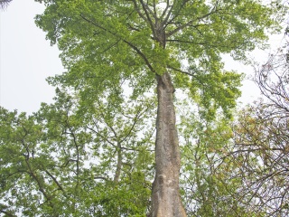 兴隆热带植物园