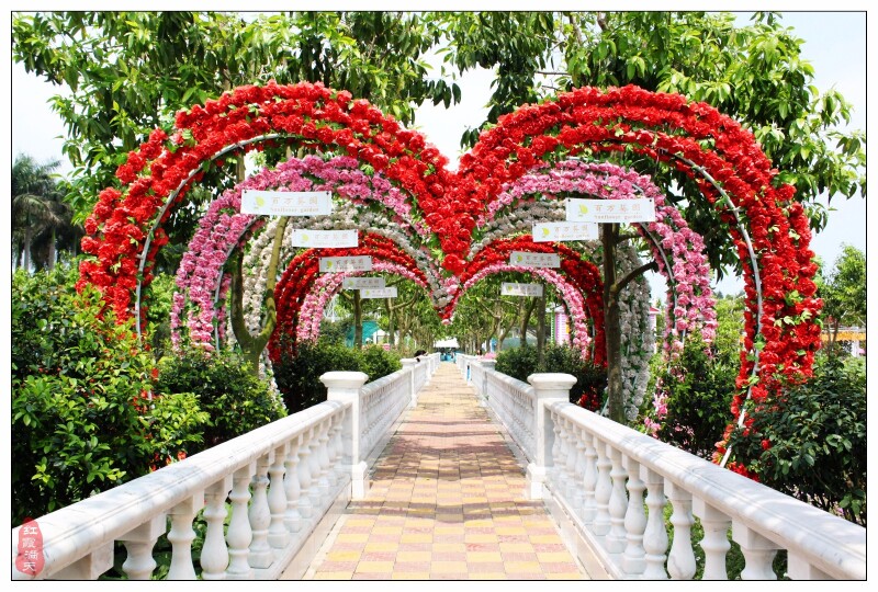 心形玫瑰花廊,一定要和心爱的ta牵手共同走过.