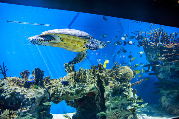 三亞旅遊景點 從天涯海角海洋動物園到亞龍灣海底世界地圖 天涯海角