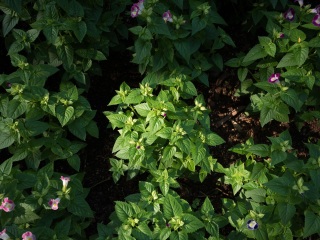 长隆旅游度假区