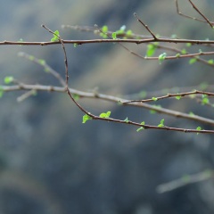 虎跳峡镇